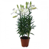 Plante