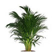 Plante de exterior