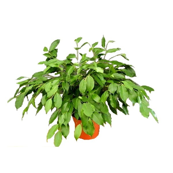 Planta interior - Ficus benjamina, H 70 cm