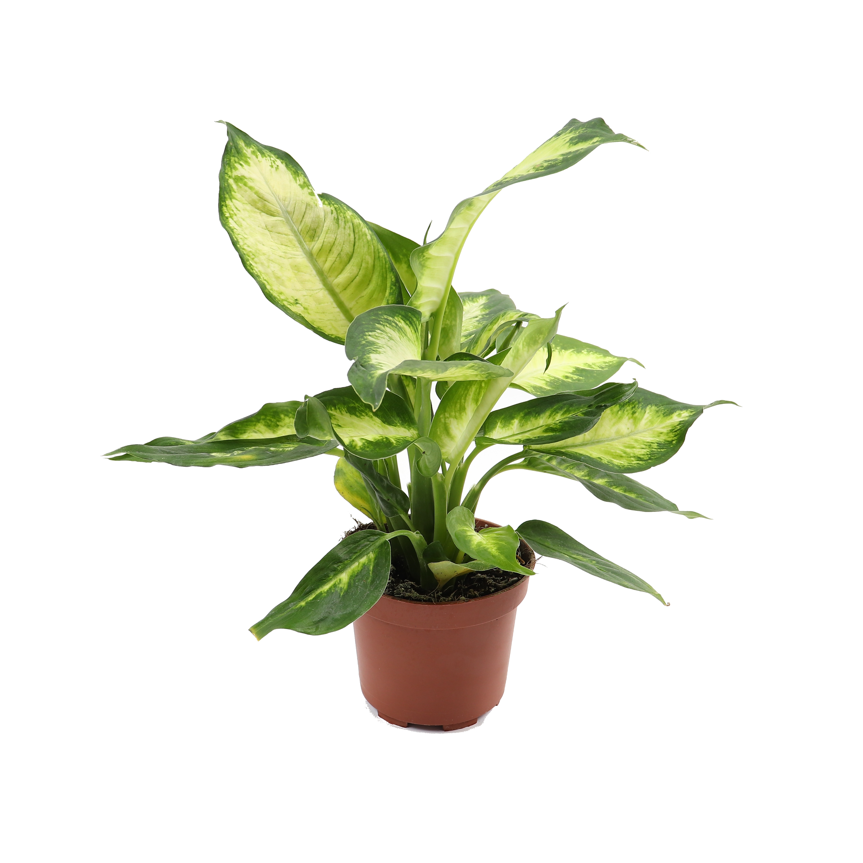 Planta interior - Dieffenbachia mix, H 40 cm, D 12 cm