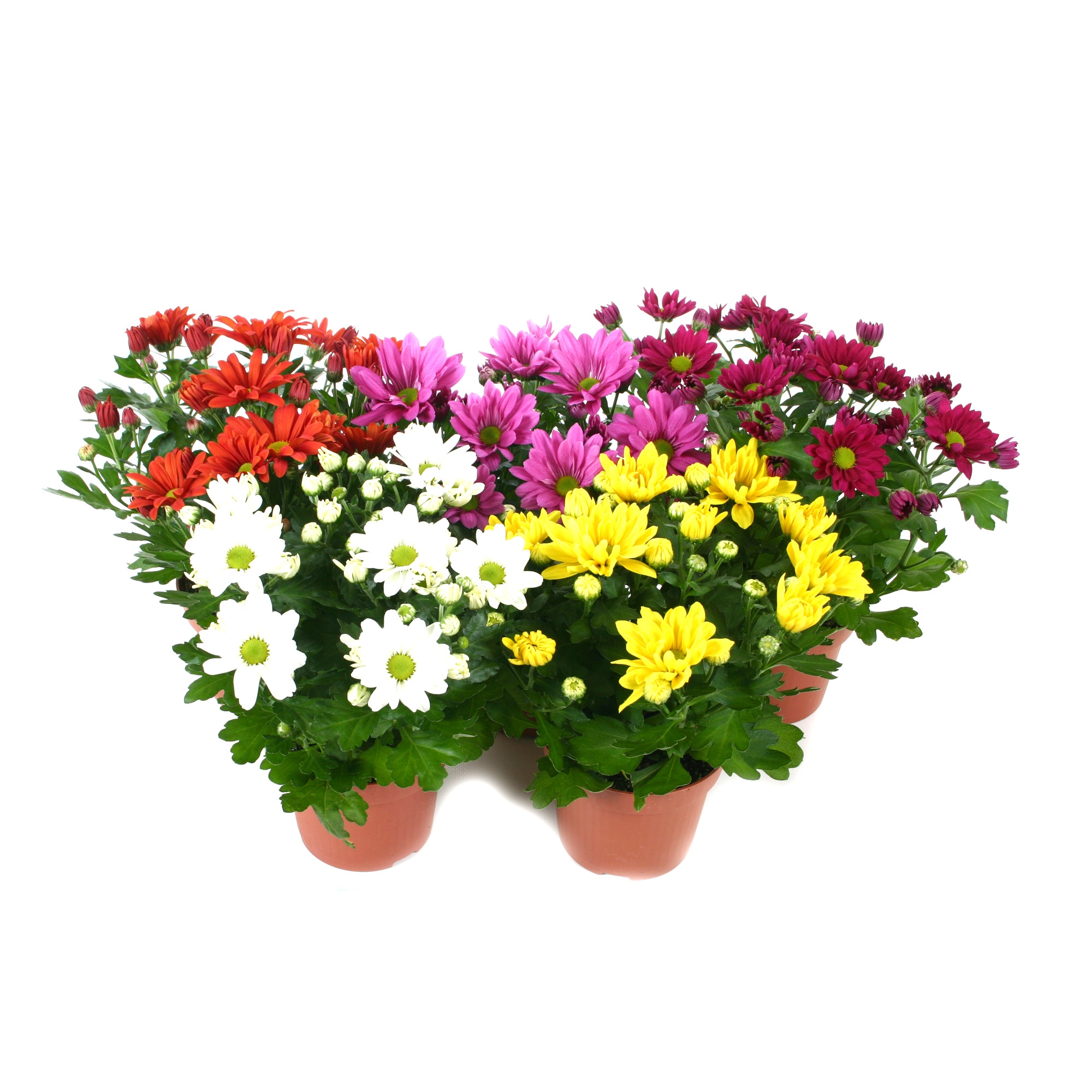 Planta exterior, cu flori - Chrysanthemum mix H 25 cm D 12 cm
