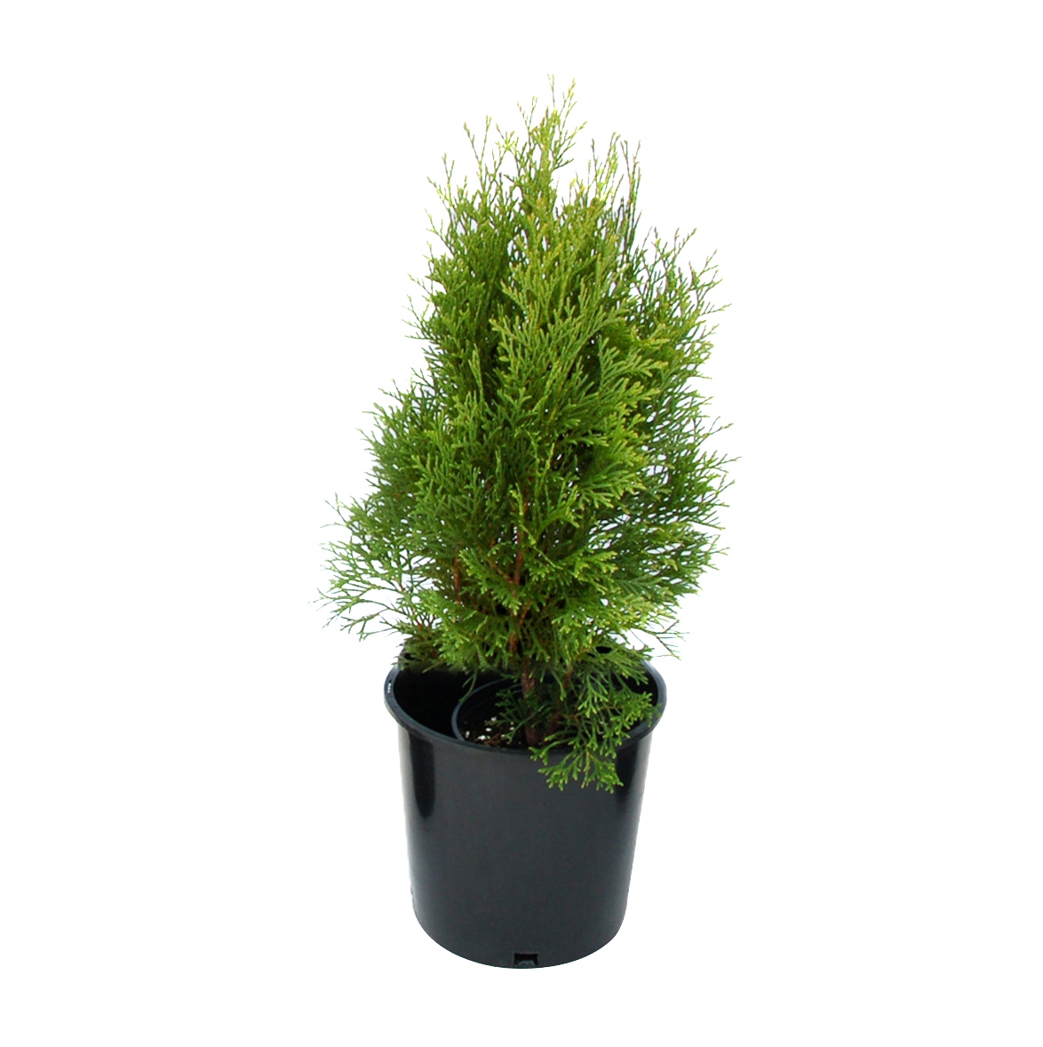 Arbore ornamental Tuia / Thuja occidentalis tiny tim, D 17 cm