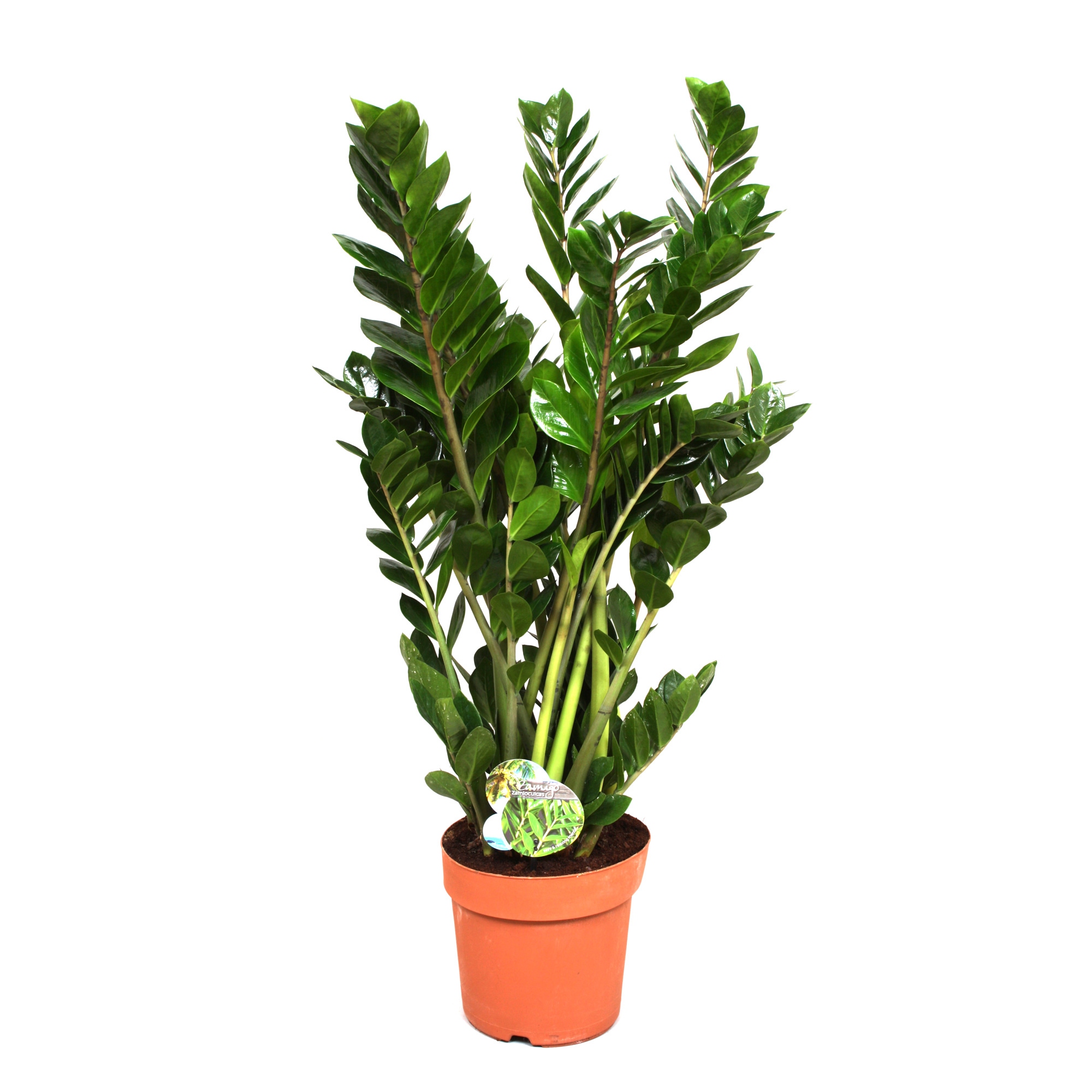 Planta interior - Zamioculcas (planta dinozaur), H 110 cm, D 24 cm
