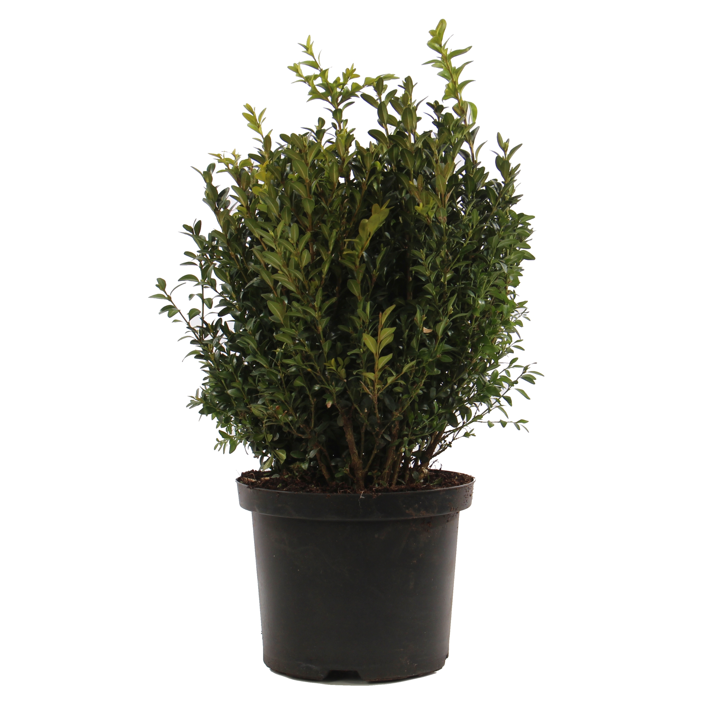 Arbust ornamental / gard viu Buxus sempervirens, H 50 cm, D 22 cm