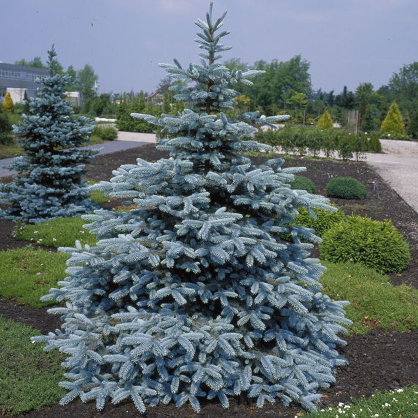 Brad natural in ghiveci, de Craciun, molid argintiu decorativ, Picea Pungens Super Blue, H 80 - 100 cm, D 32 cm