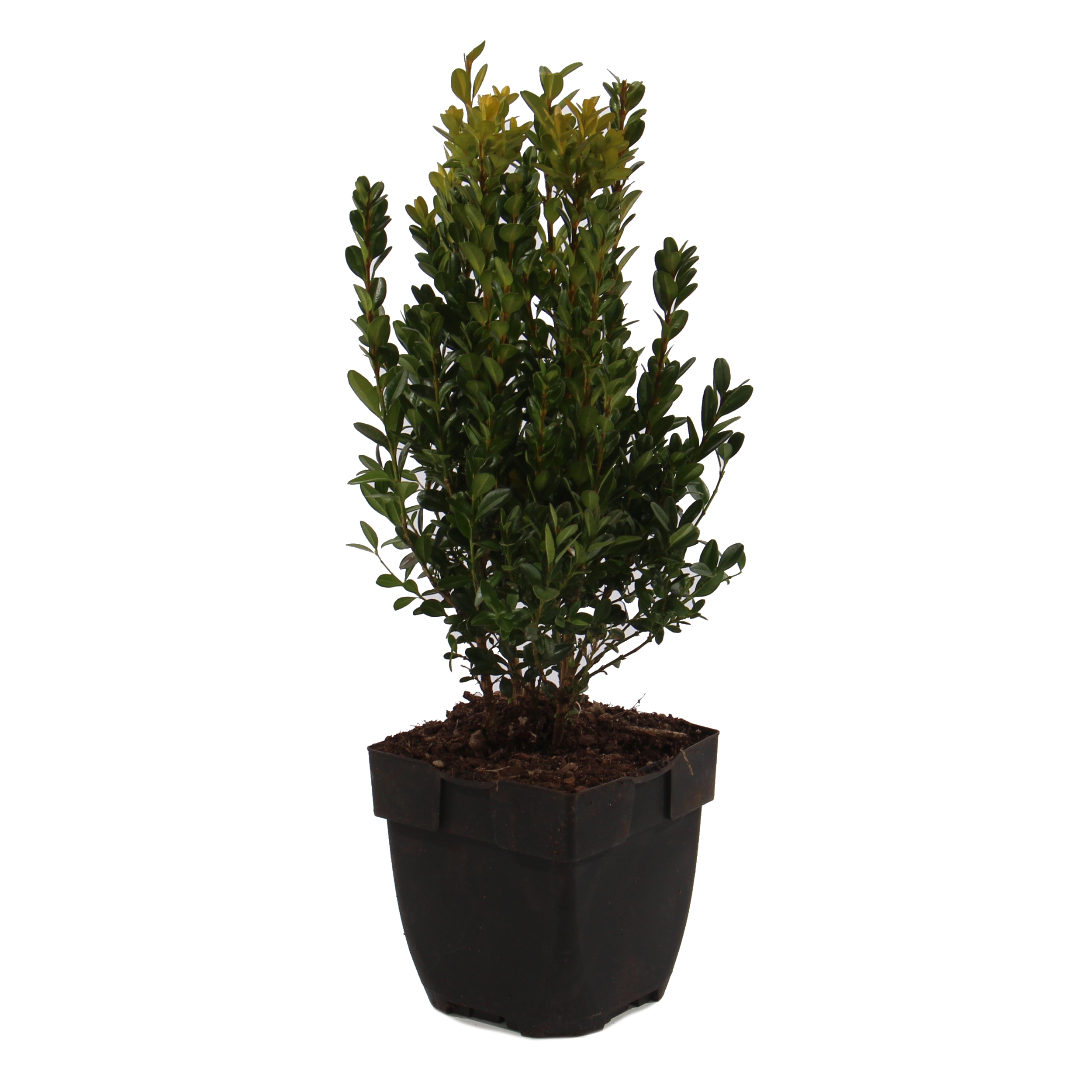 Arbust ornamental / gard viu Buxus sempervirens, H 30 cm, D 17 cm