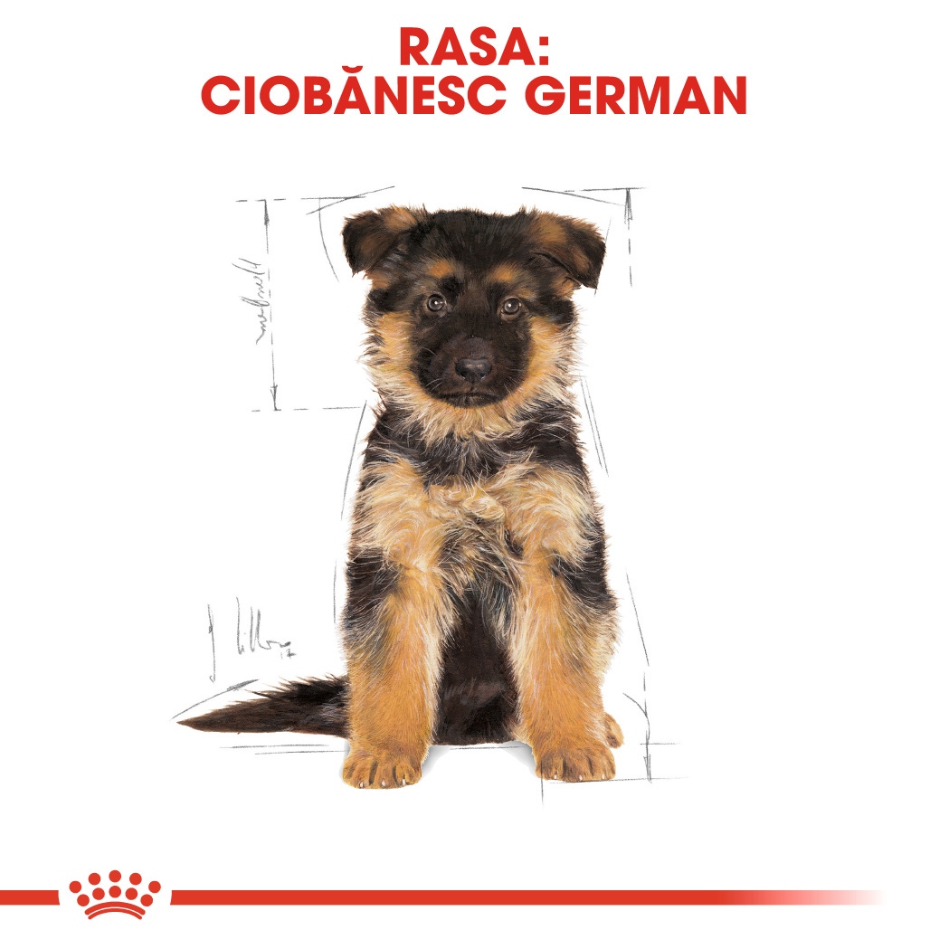 Hrana uscata caine Puppy Royal Canin German Shepherd Puppy, Ciobanesc German, 12 kg