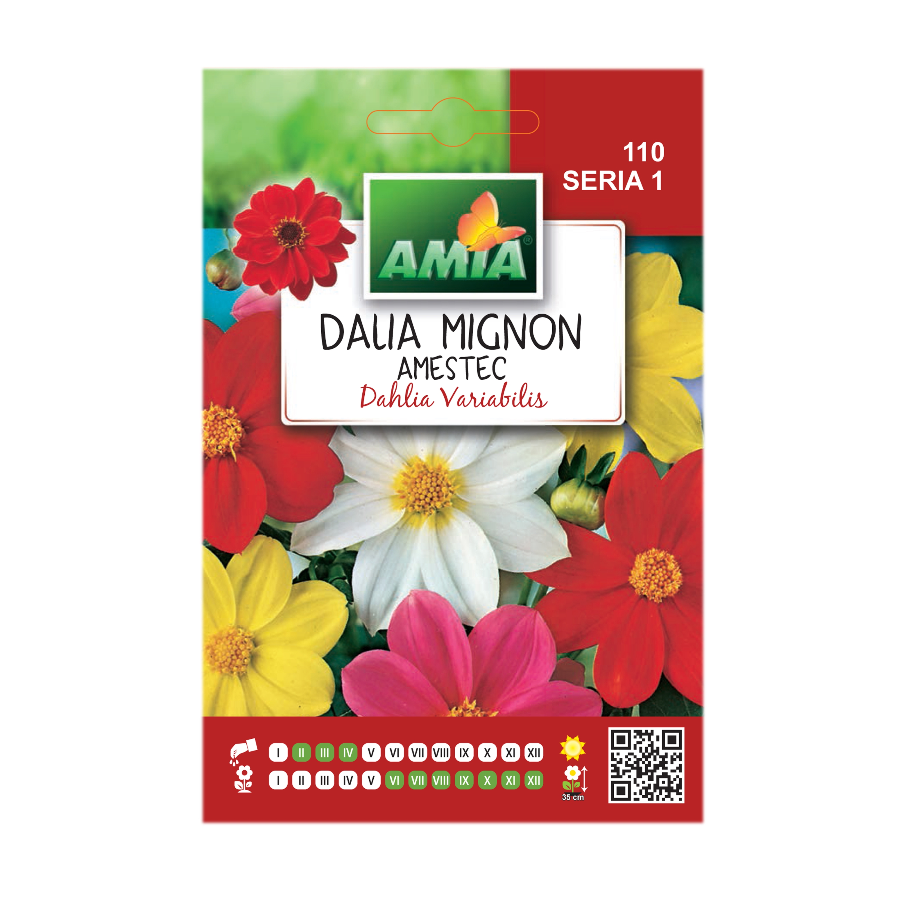Seminte flori Amia - Dalia mignon, mix culori