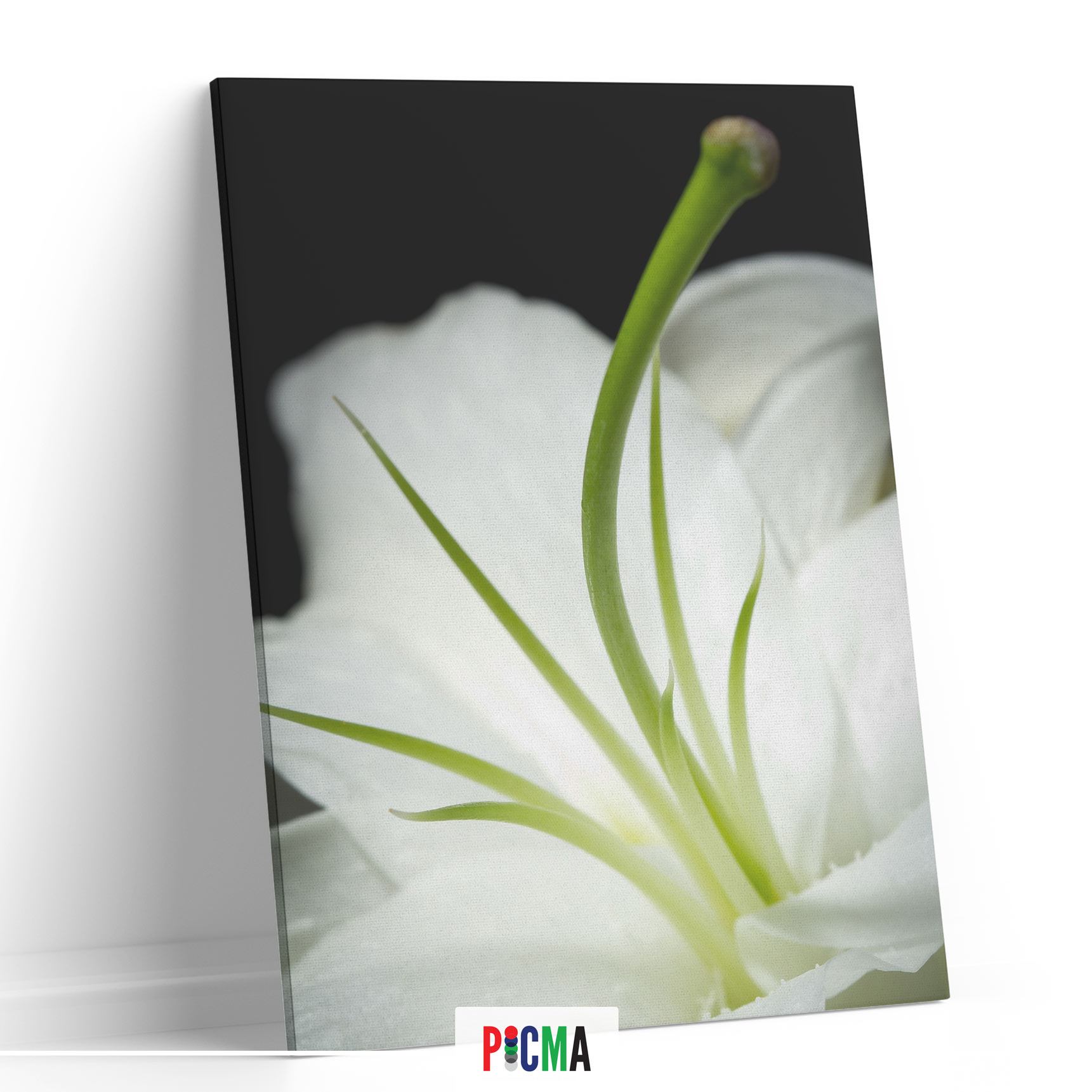 Tablou canvas luminos Floare alba 2, Picma, dualview, panza + sasiu lemn, 80 x 120 cm