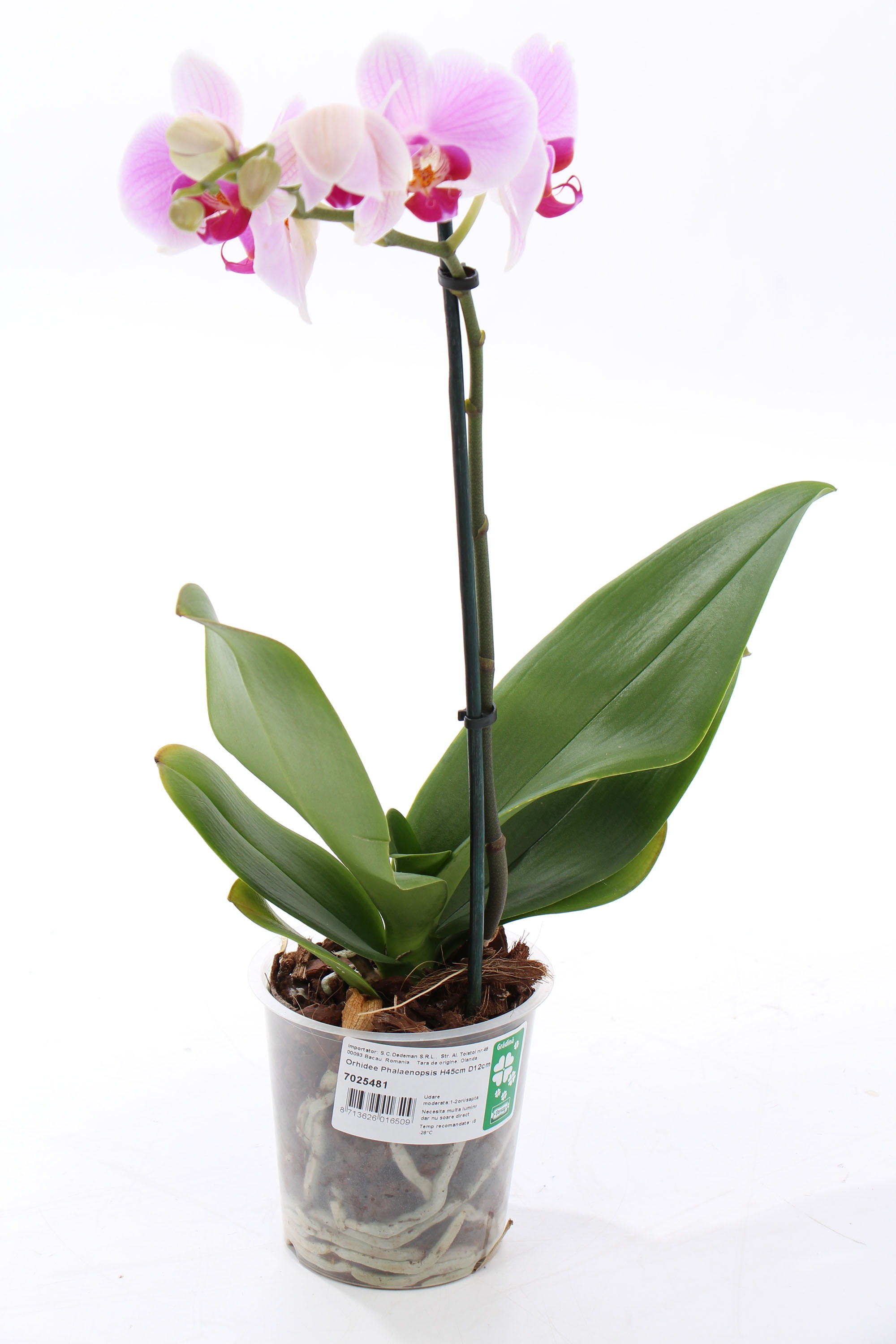 Planta interior, cu flori - Orhidee phalaenopsis,  3-5 flori, H 45 cm, D 12 cm