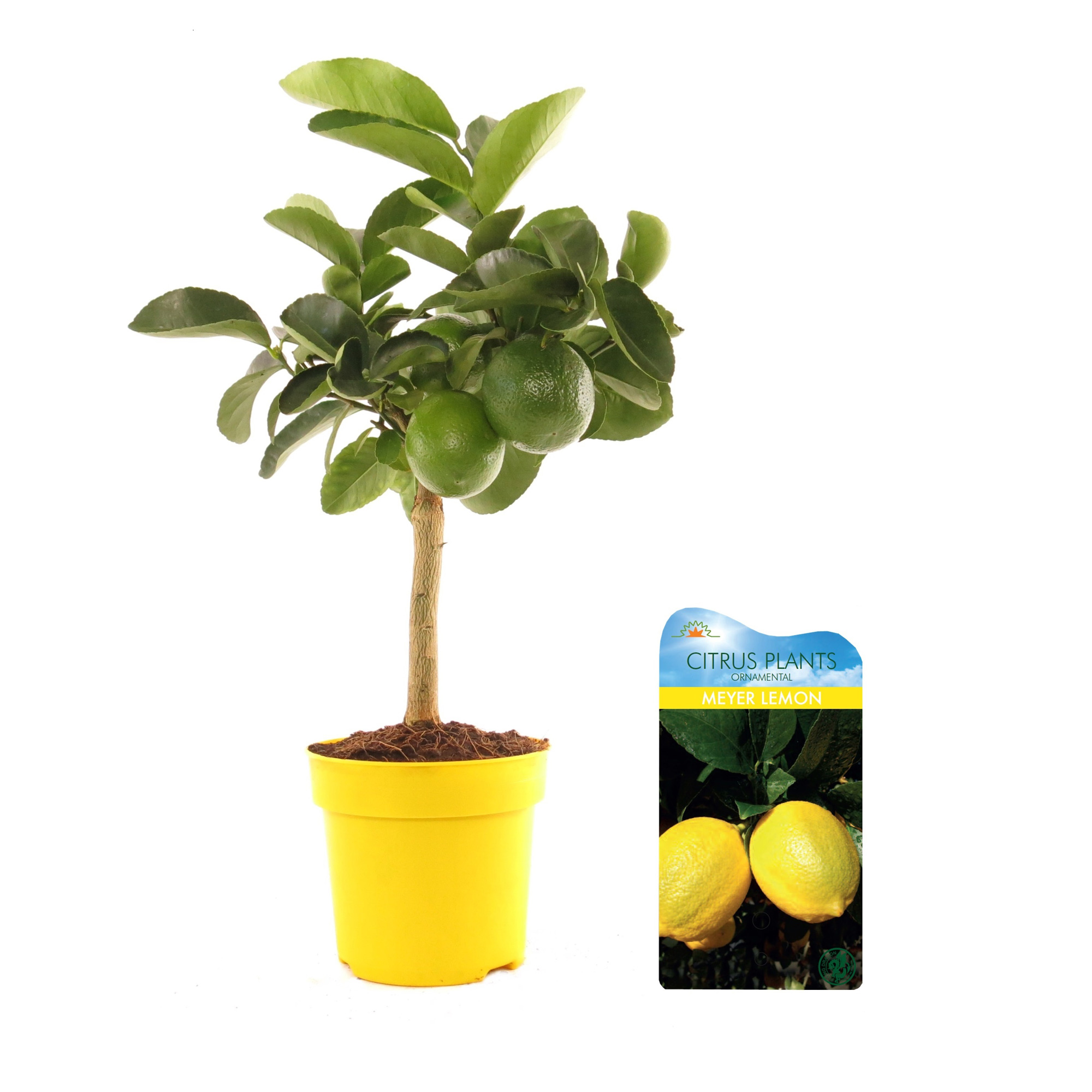 shaver reliability comfortable Dedeman - Planta interior - Citrus lemon (lamai), H 60 - 80 cm, D 19 cm -  Dedicat planurilor tale
