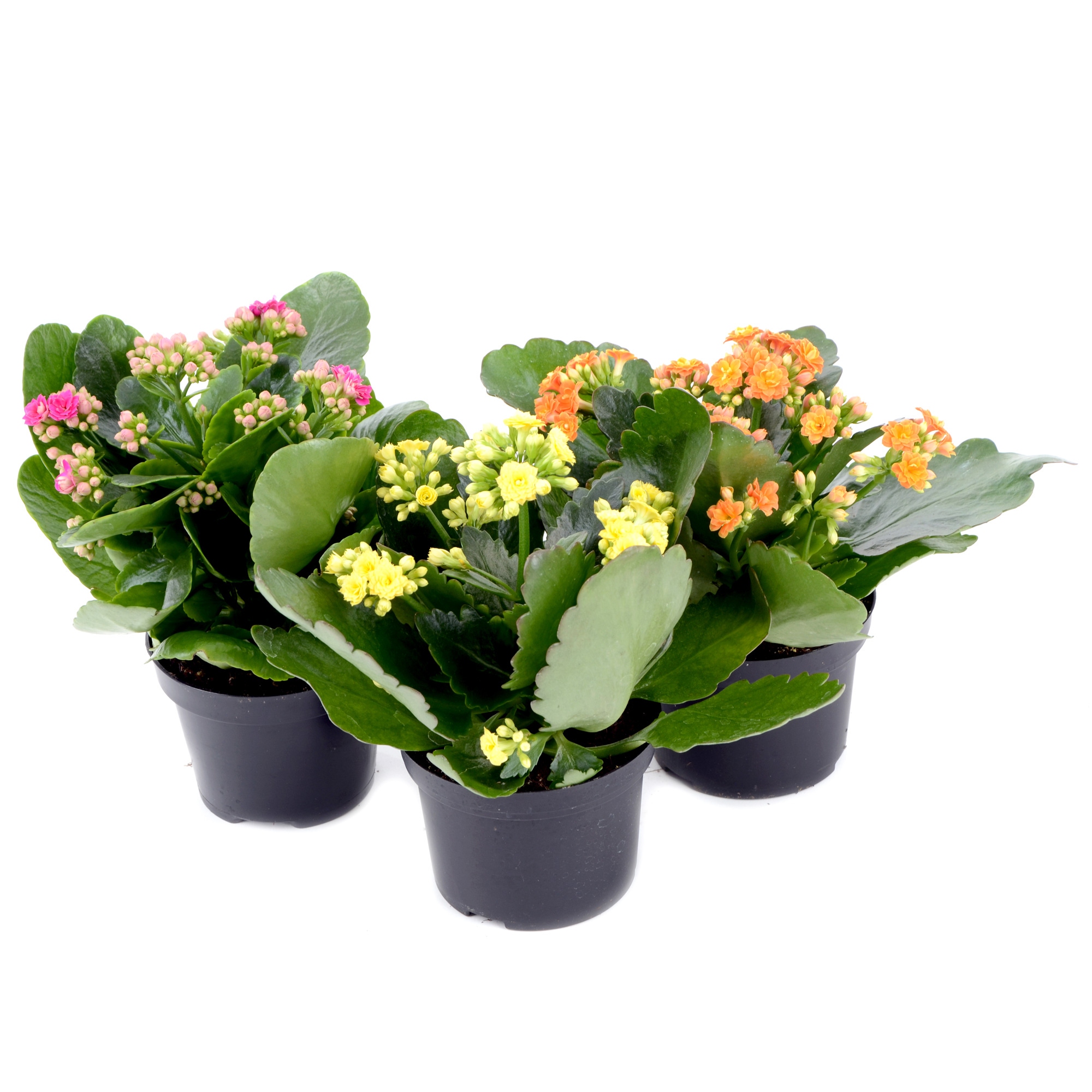 Dedeman Planta interior, cu flori - Calandiva, H 24 cm, D 12 - Dedicat planurilor tale
