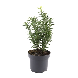 Arbust ornamental - Euonymus mix, H 25 cm, D 12 cm