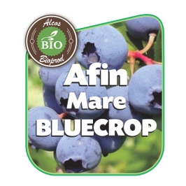Arbust fructifer - afin Bluecrop, la ghiveci, 2L