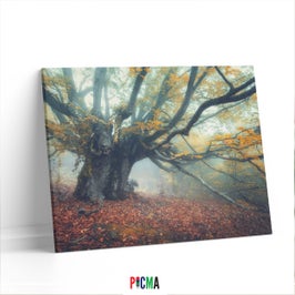 Tablou canvas luminos Copac antic, Picma, dualview, panza + sasiu lemn, 80 x 120 cm