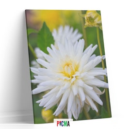 Tablou canvas luminos Floare alba 3, Picma, dualview, panza + sasiu lemn, 40 x 60 cm
