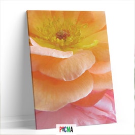 Tablou canvas luminos Trandafir roz 2, Picma, dualview, panza + sasiu lemn, 80 x 120 cm