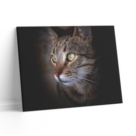 Tablou canvas Portret pisica, Picma, standard, panza + sasiu lemn, 80 x 120 cm