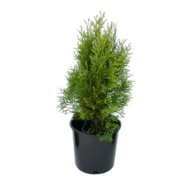Arbore ornamental Thuja occidentalis smaragd H 50 cm, D 17 cm