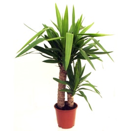 Planta interior - Yucca, H 105 cm