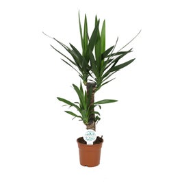 Planta interior - Yucca, H 80 cm, D 17 cm