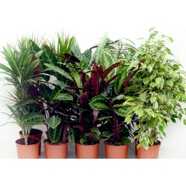Planta interior - mix plante verzi H 110 cm D 21 cm