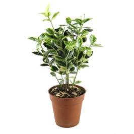 Arbust ornamental - Euonymus mix, H 30 cm, D 13 cm
