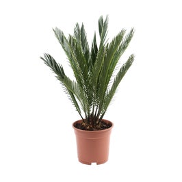 Planta interior - Cycas revoluta (palmier), H 50-60 cm, D 17 cm