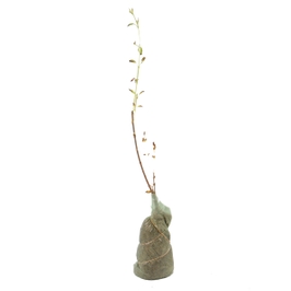 Arbust ornamental Forsythia intermedia, H 15 - 25 cm