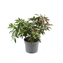 Arbust decorativ Pieris Japonica Katsura, H 30 cm, D 17 cm