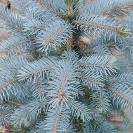 Brad natural in ghiveci, de Craciun, molid argintiu decorativ, Picea Pungens Super Blue, H 50 - 60 cm, D 28 cm