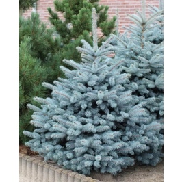 Brad natural in ghiveci, de Craciun, molid argintiu decorativ, Picea Pungens Super Blue, H 50 - 60 cm, D 28 cm