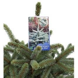 Brad natural in ghiveci, de Craciun, molid argintiu decorativ, Picea Pungens Super Blue, H 60 - 80 cm, D 30 cm