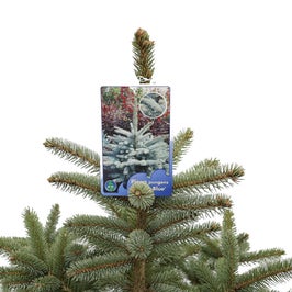 Brad natural in ghiveci, de Craciun, molid argintiu decorativ, Picea Pungens Super Blue, H 120 - 140 cm, D 38 cm