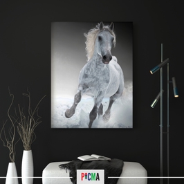 Tablou canvas luminos Cal alb-negru, Picma, dualview, panza + sasiu lemn, 40 x 60 cm