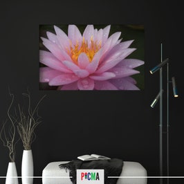 Tablou canvas luminos Nufar roz, Picma, dualview, panza + sasiu lemn, 60 x 90 cm