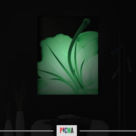 Tablou canvas luminos Floare alba 2, Picma, dualview, panza + sasiu lemn, 40 x 60 cm
