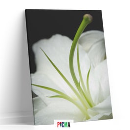 Tablou canvas luminos Floare alba 2, Picma, dualview, panza + sasiu lemn, 60 x 90 cm