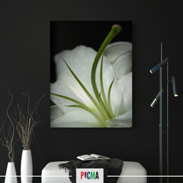 Tablou canvas Floare alba 2, Picma, standard, panza + sasiu lemn, 80 x 120 cm