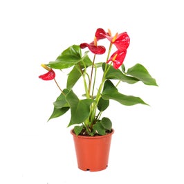 Planta interior, cu flori - Anthurium (floarea flamingo), H 65 cm, D 17 cm