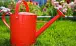 Ghid de cumparare produse intretinere plante