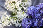 Sfaturi pentru intretinerea liliacului (Syringa sp.)